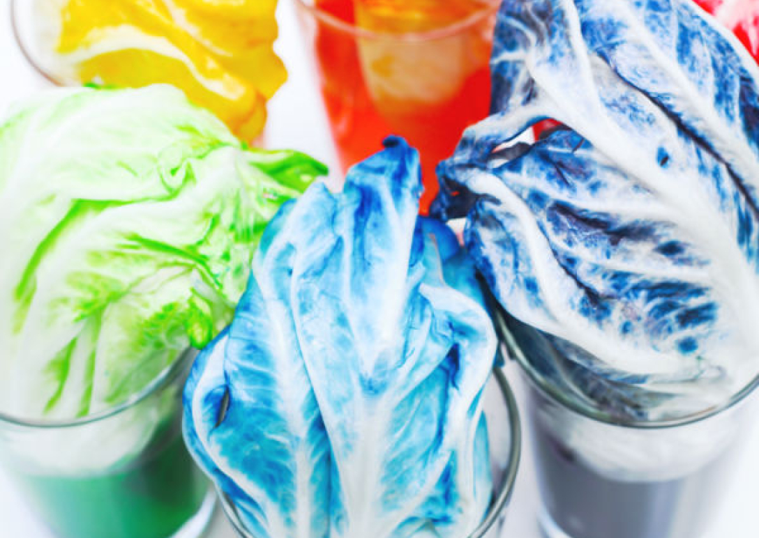 Several leaves of cabbage placed in cups of food dye. The cabbage has changed color depending on the color of the food dye.