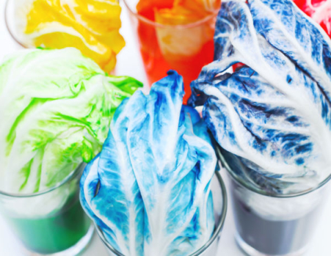 Several leaves of cabbage placed in cups of food dye. The cabbage has changed color depending on the color of the food dye. 